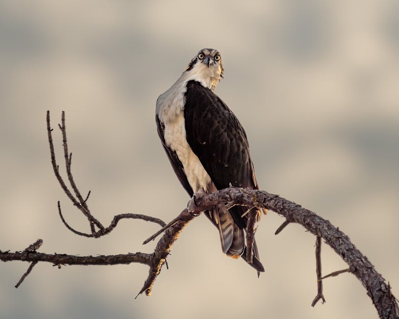 Best Travel Backpack - Osprey Atmos AG 65 Review