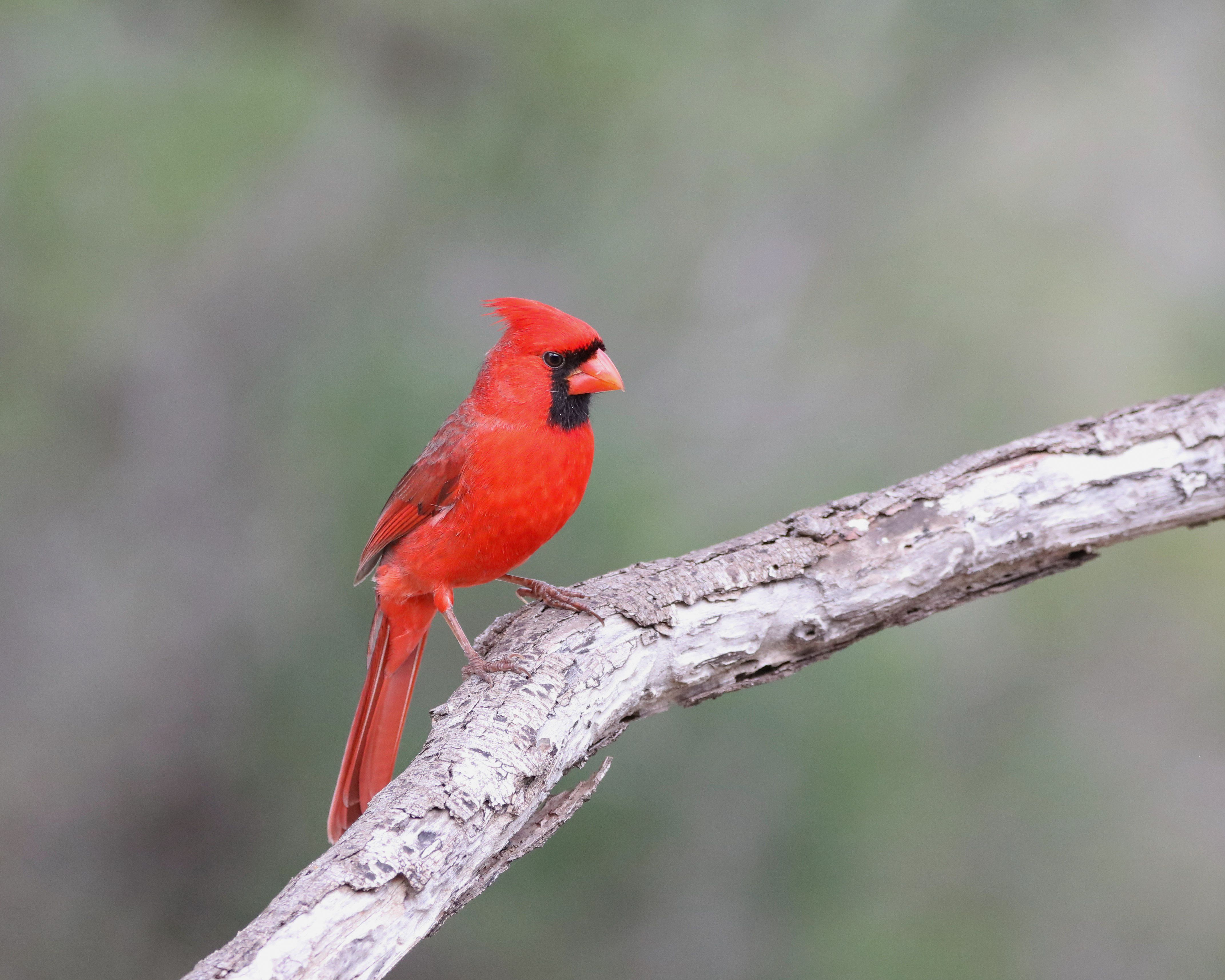 Bright Red Northern Cardinal on Branch in Nature · Free Stock Photo