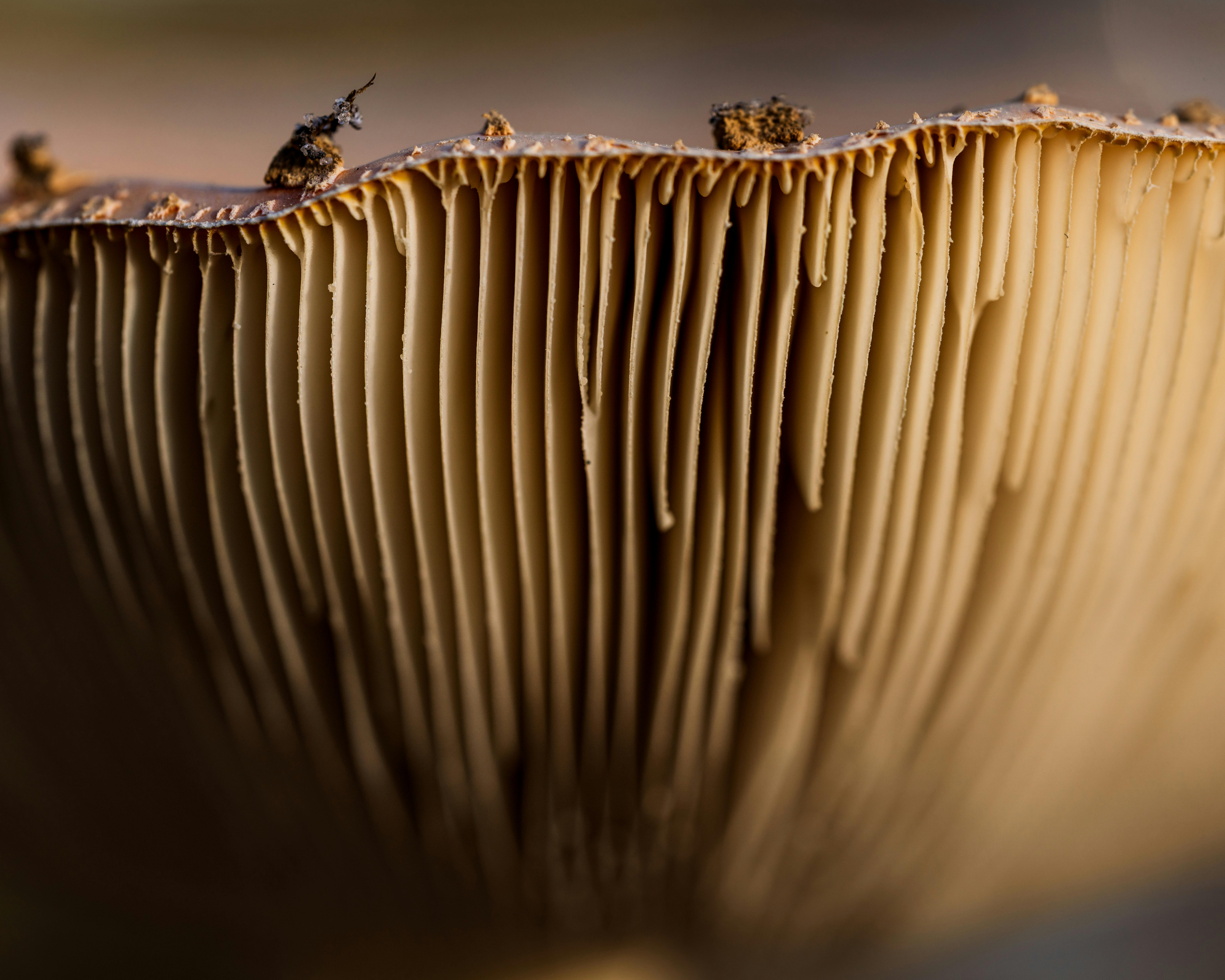 Detailed macro shot of mushroom gills capturing texture and depth, highlighting nature's intricate design.