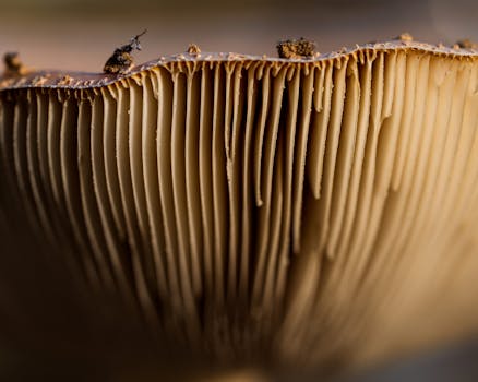 Detailed macro shot of mushroom gills capturing texture and depth, highlighting nature's intricate design.