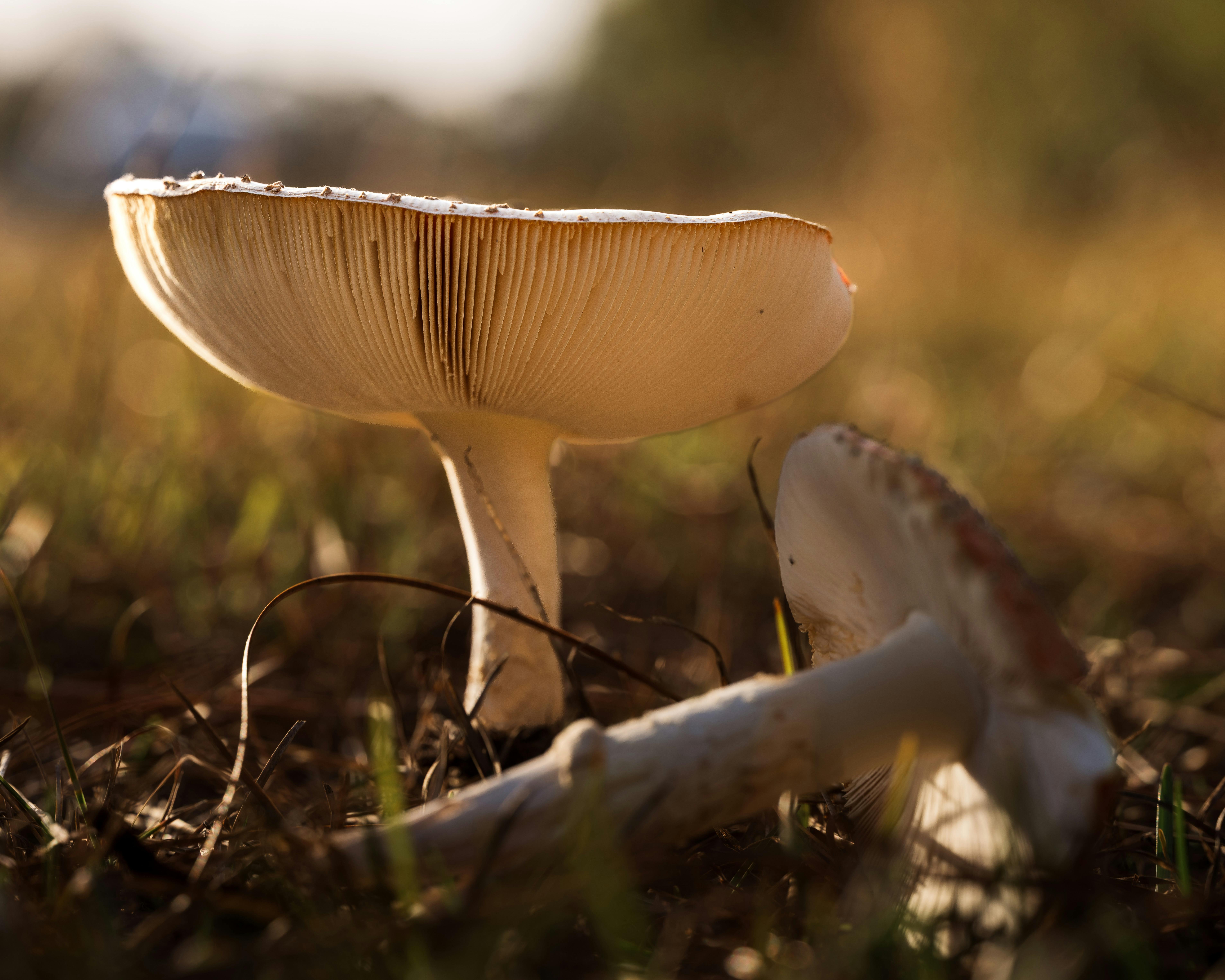 Detailed image of wild mushrooms in their natural environment, illuminated by soft sunlight.