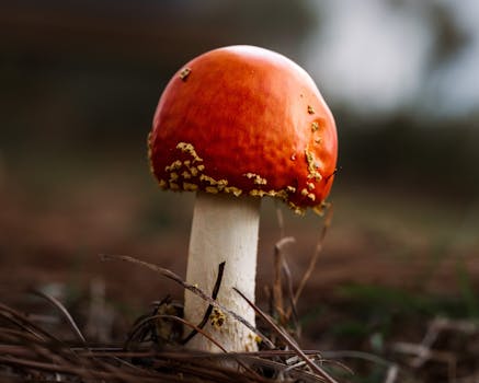 A detailed macro shot of a vibrant red Fly Agaric mushroom in a natural forest setting.