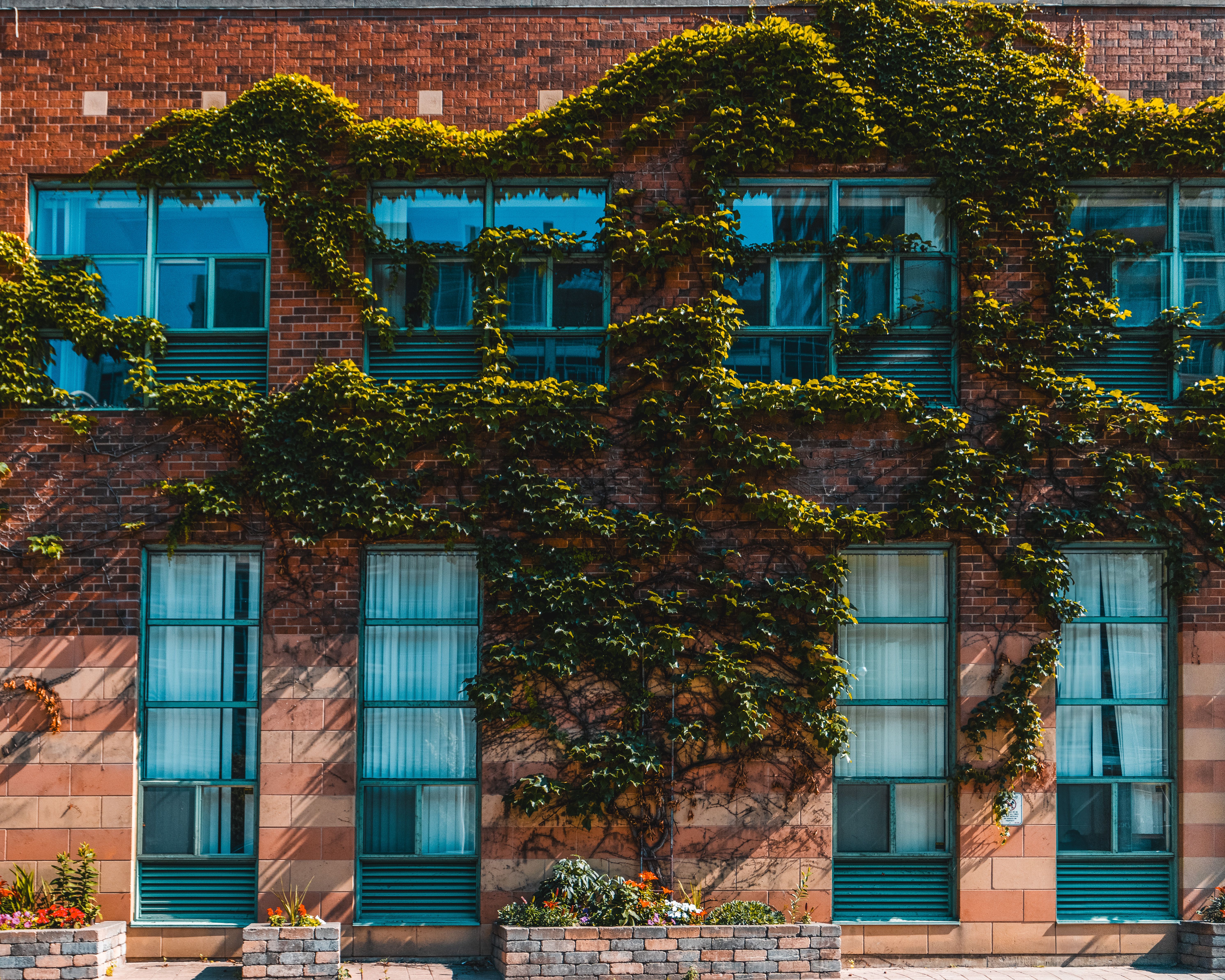 Exterior of a brick building with ivy and blue-framed windows.