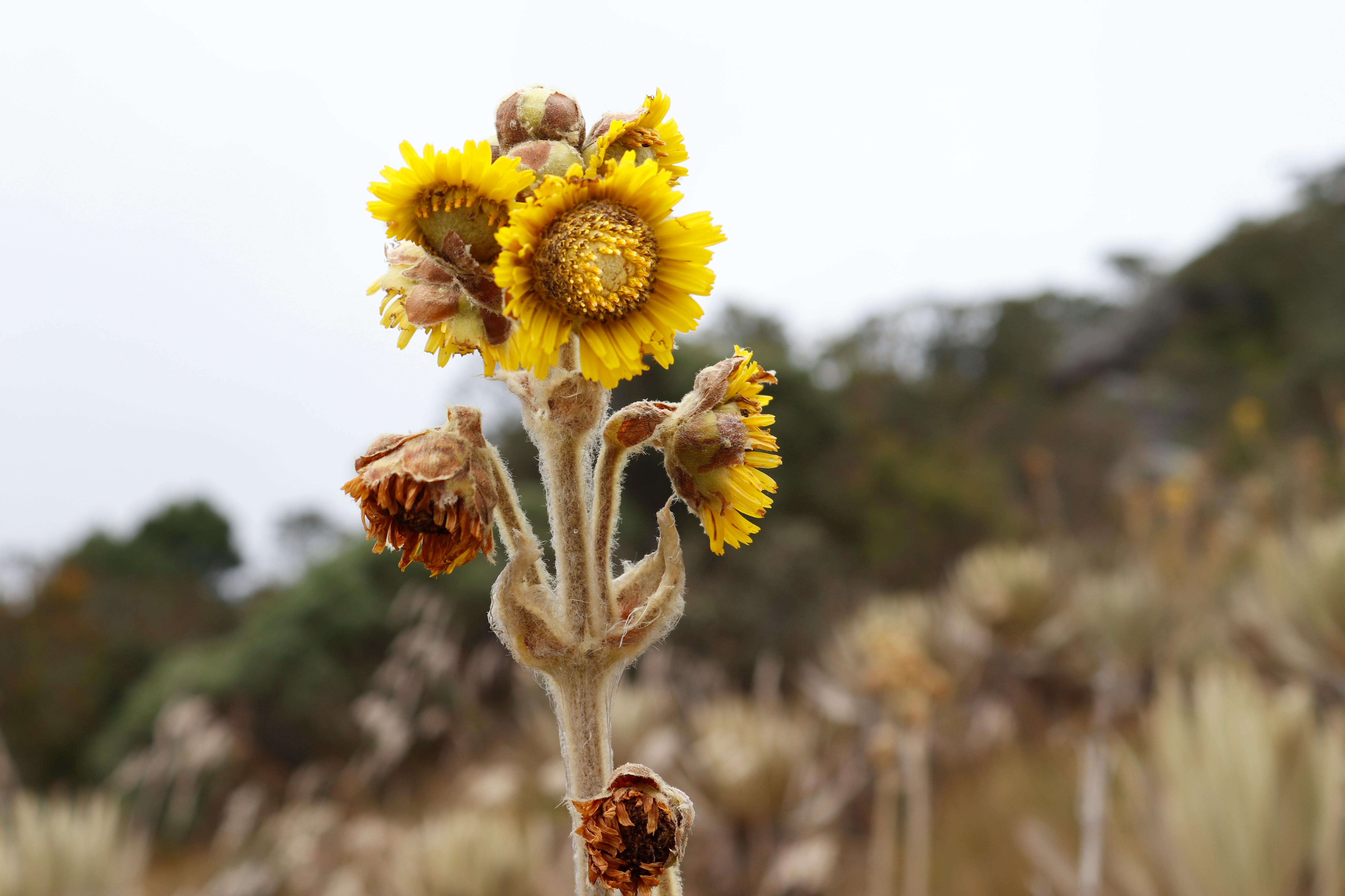 Indonesia’s Biodiversity and Conservation Efforts Inspire Global Awe