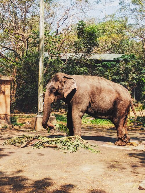 Free An Asian elephant stands gracefully in a sunlit outdoor setting, surrounded by lush greenery. Stock Photo