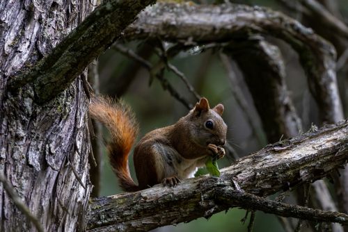 Free A squirrel nibbles a leaf on a tree branch in a tranquil forest setting. Stock Photo