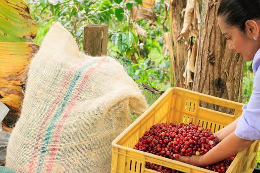 A woman harvesting fresh coffee beans outdoors in Subia, Cundinamarca, Colombia.