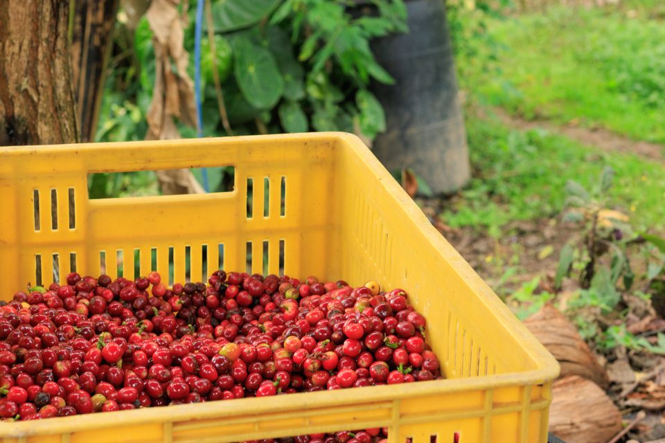 Red coffee cherries at peak ripeness on the slopes of Volcán Barú, Boquete — harvest runs December through March