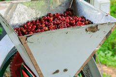 Vibrant coffee cherries loaded in a processing machine outdoors, showcasing coffee production.