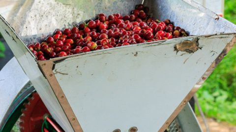 Vibrant coffee cherries loaded in a processing machine outdoors, showcasing coffee production.