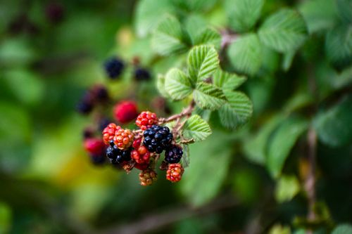 Free A vibrant close-up of ripe and unripe blackberries on a vine in a natural setting. Stock Photo