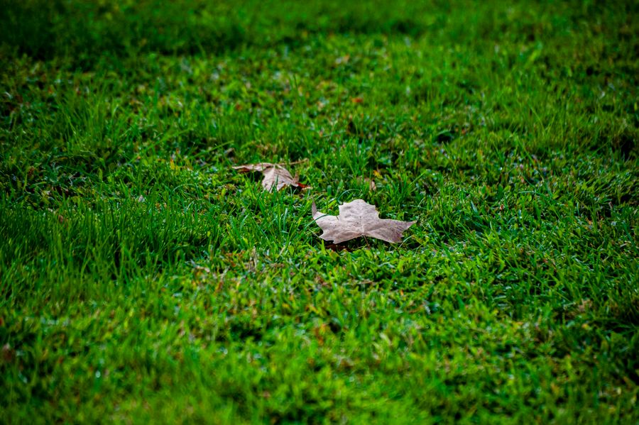 An autumn scene of vibrant green grass with dried leaves scattered, symbolizing the transition of seasons.