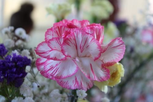 Free Vibrant close-up shot of a pink and white carnation flower among a bouquet. Stock Photo