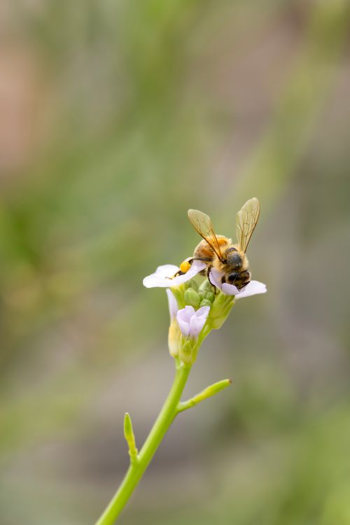 Free Macro shot of a bee on a white flower in New South Wales, showcasing natural beauty. Stock Photo