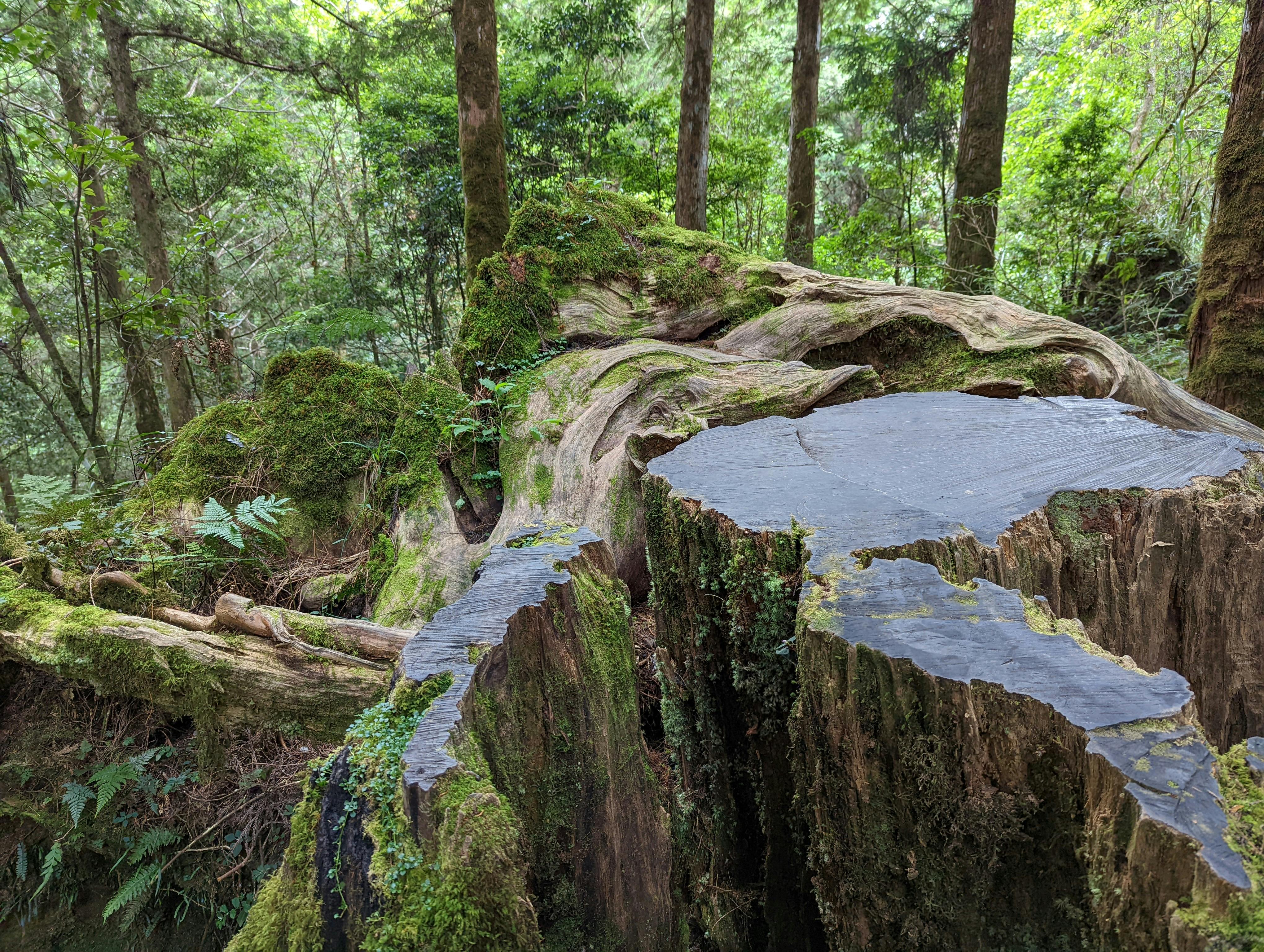 Explore the beauty of a moss-covered tree stump in a dense forest in Yilan County, Taiwan.