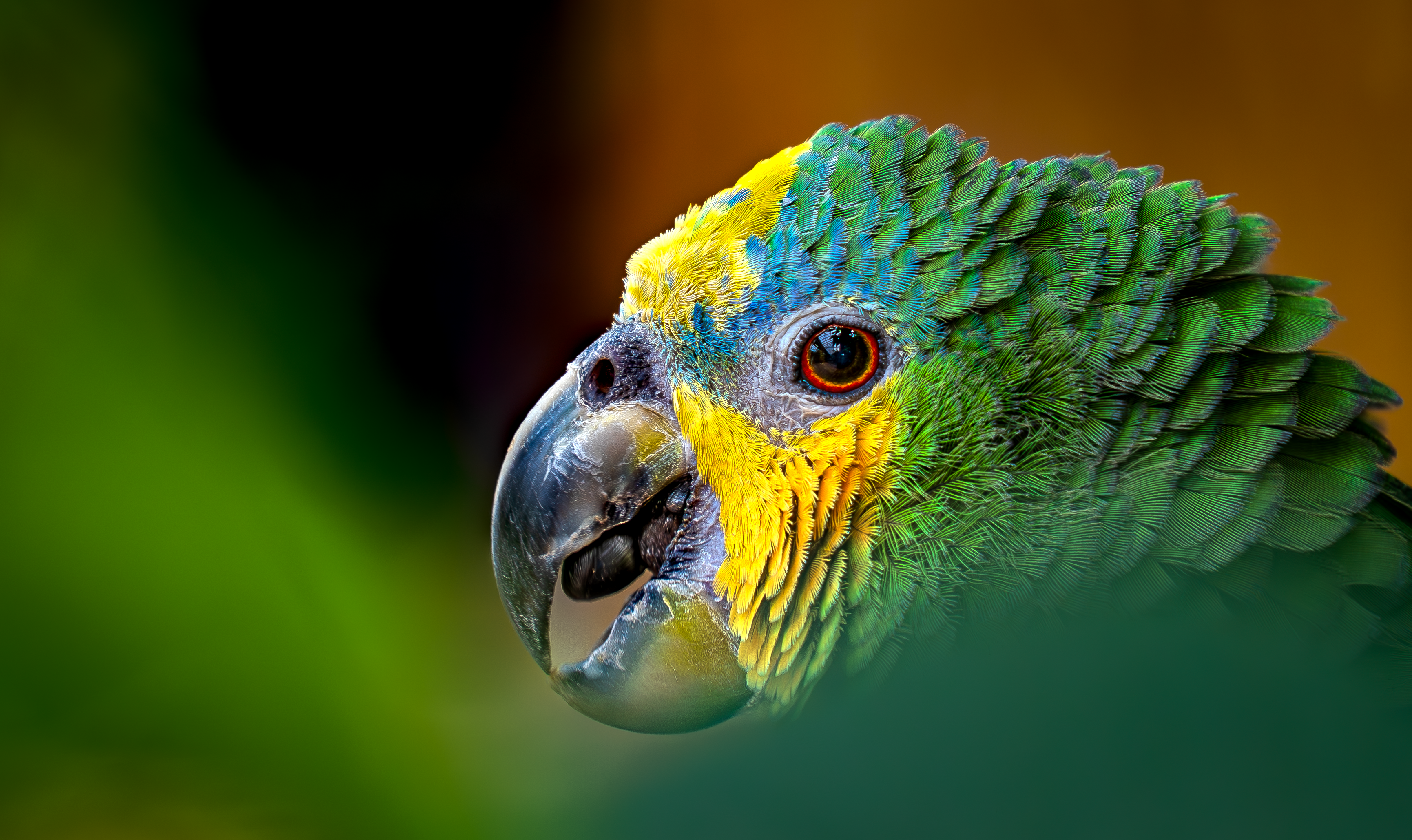 Vibrant Close-Up of a Colorful Parrot · Free Stock Photo