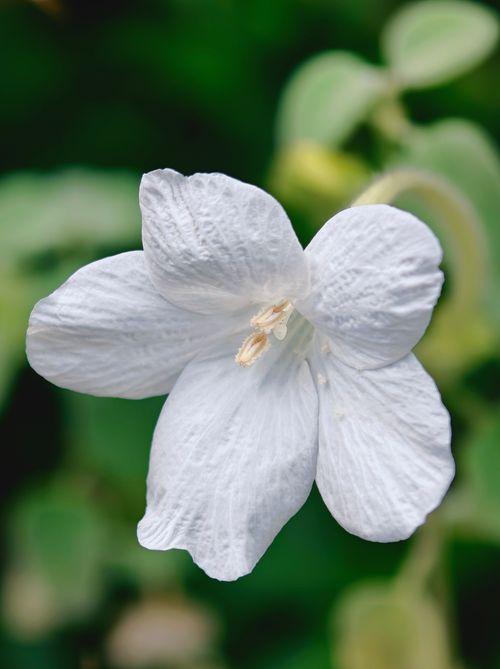 A bright white flower in bloom — photo by venkat krishna on Pexels