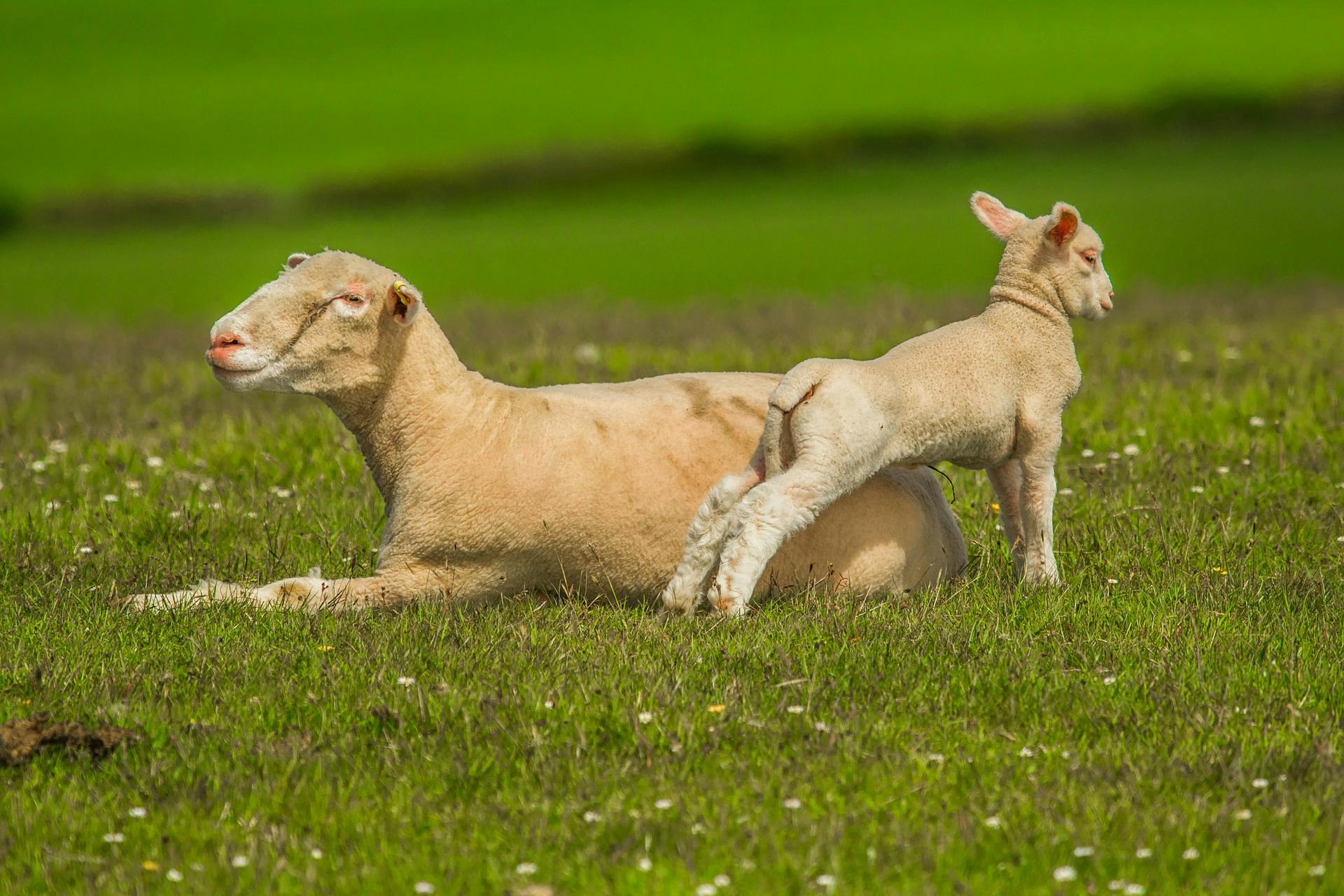 Brown Sheep Beside Lamb