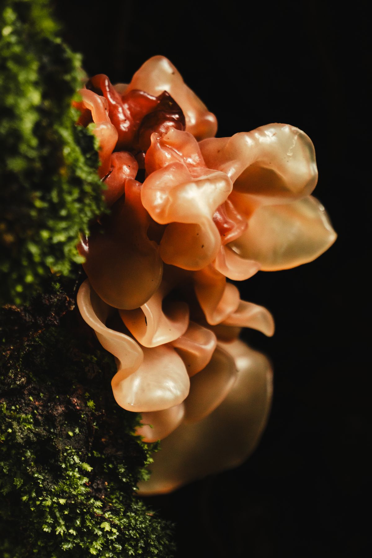 木の樹皮に育つキクラゲ属（Auricularia）のきのこ