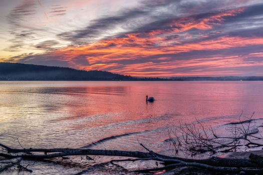 A lone swan gliding across a serene lake under a dramatic sunset sky with vivid hues.