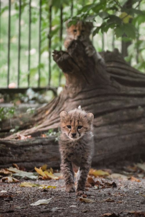 Free Two cheetah cubs explore and play near a fallen tree in their natural habitat. Stock Photo