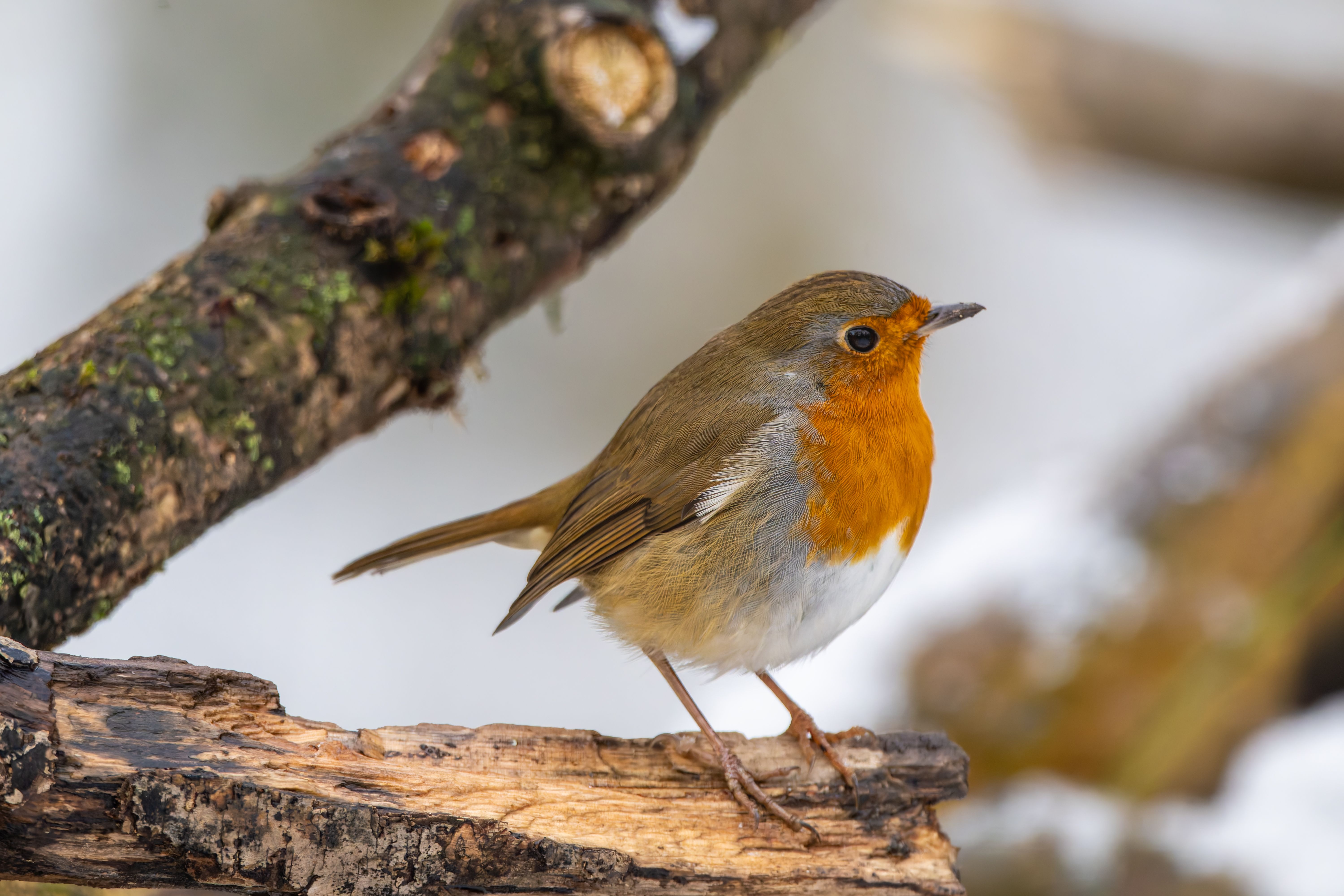 Foto: Siegfried Poepperl / Pexels