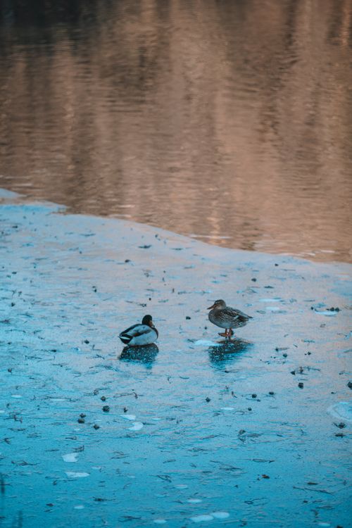 Free Two ducks standing on a frozen pond during a winter sunset, showcasing nature's serene beauty. Stock Photo