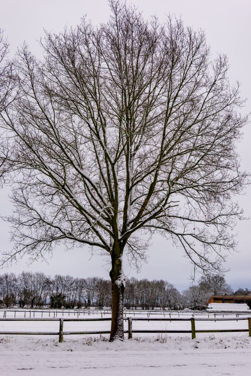 Free A solitary tree stands in a snow-covered field, symbolizing winter's serene beauty. Stock Photo
