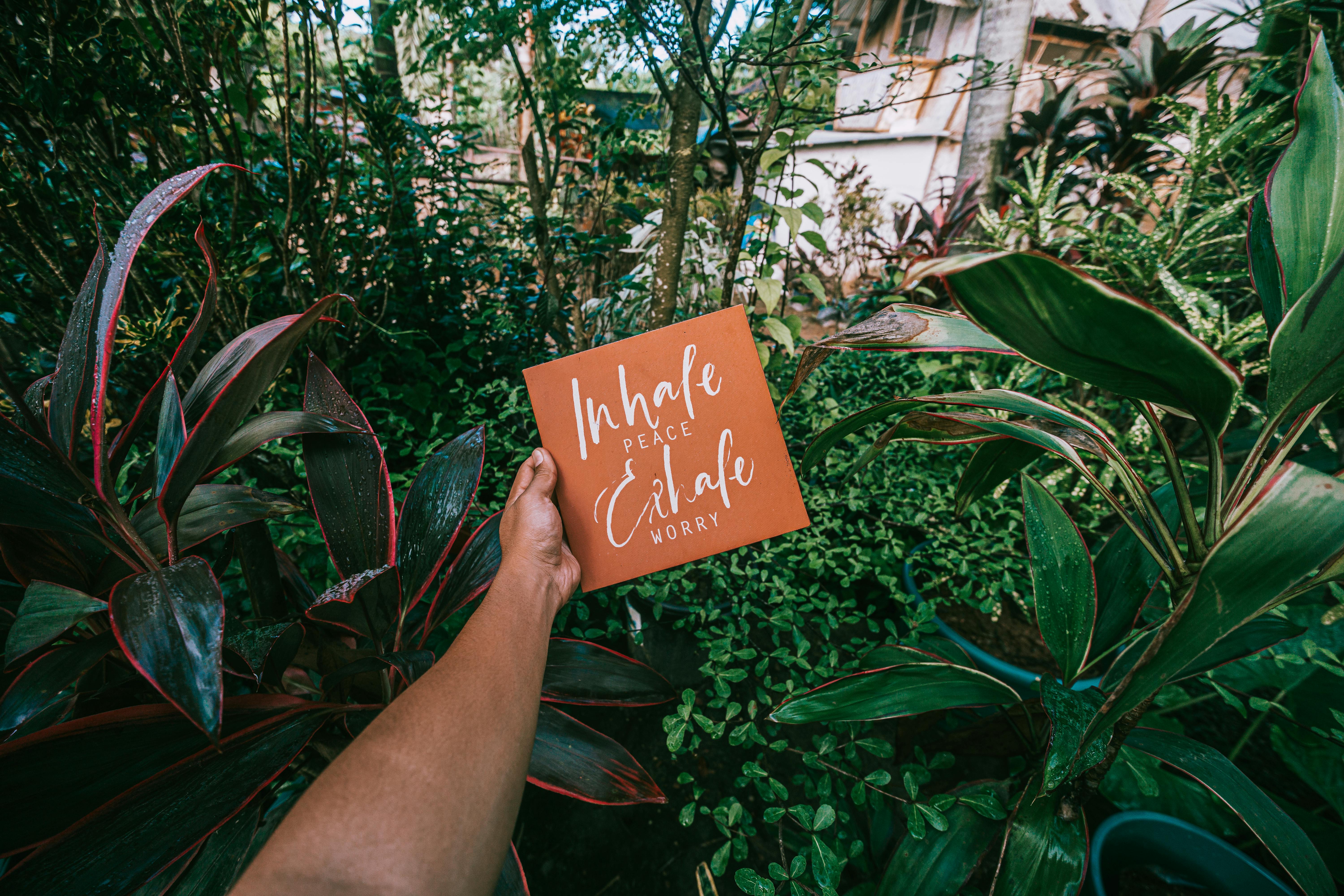 Jardin tropical à la Réunion