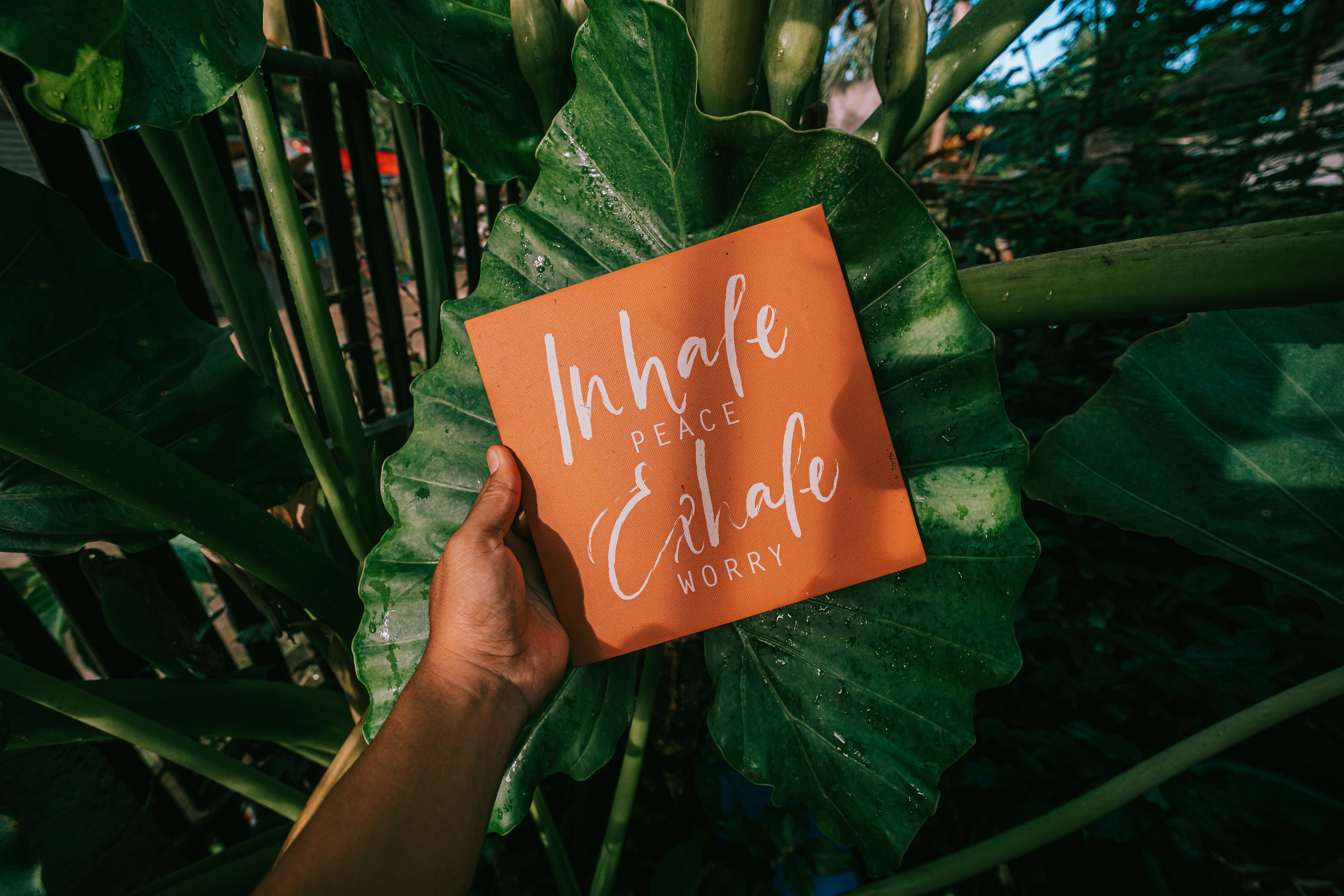 Calming Nature Message in Greenery · Free Stock Photo
