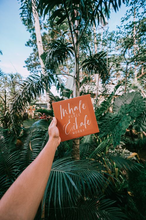 Free A person holds a sign reading 'Inhale peace exhale worry' among tropical plants in a garden. Stock Photo