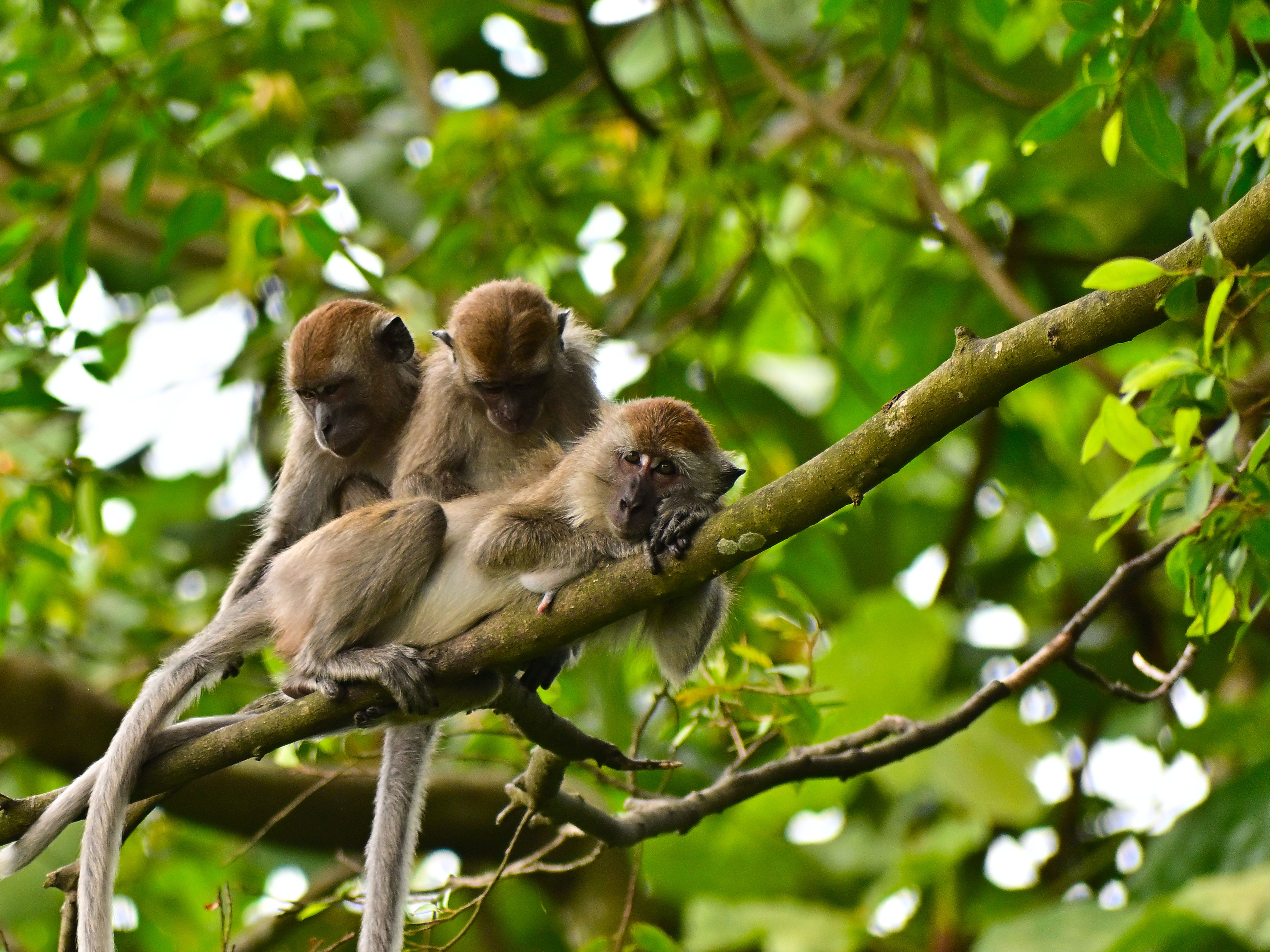 Long-tailed Macaques Resting on Tree Branch · Free Stock Photo