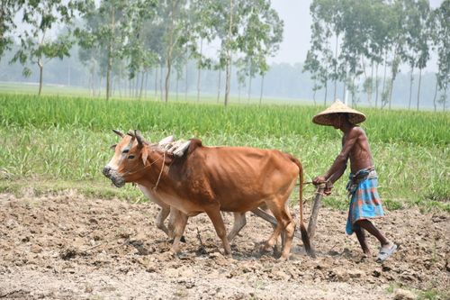 Free Farmer plowing field with oxen in rural Rangpur, Bangladesh. Stock Photo