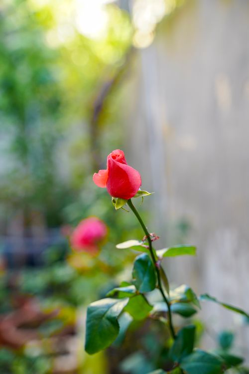Free Close-up of a red rose bud in a sunlit garden, surrounded by lush greenery and a blurred background. Stock Photo