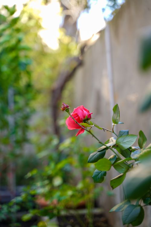 Free Close-up of a vibrant rose bloom against a lush garden backdrop, soft natural light. Stock Photo