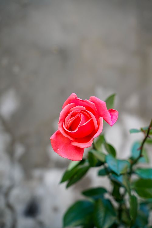 Free Elegant close-up of a pink rose with lush green leaves, capturing natural beauty. Stock Photo