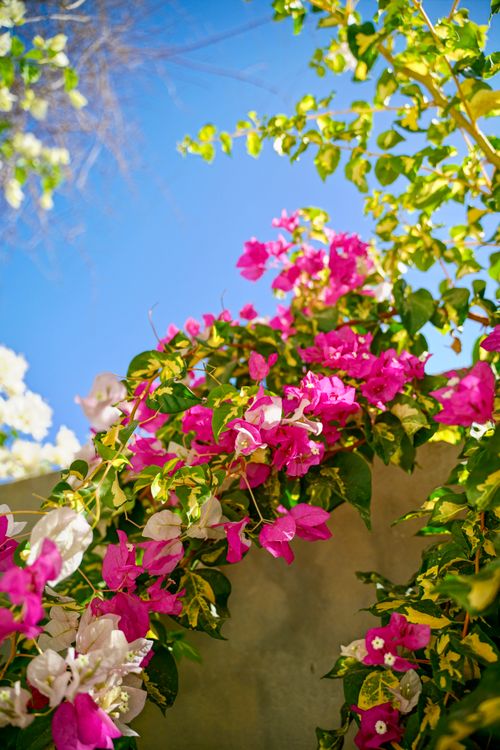 Free Beautiful pink bougainvillea blooms against a clear blue sky in Jerusalem. Stock Photo