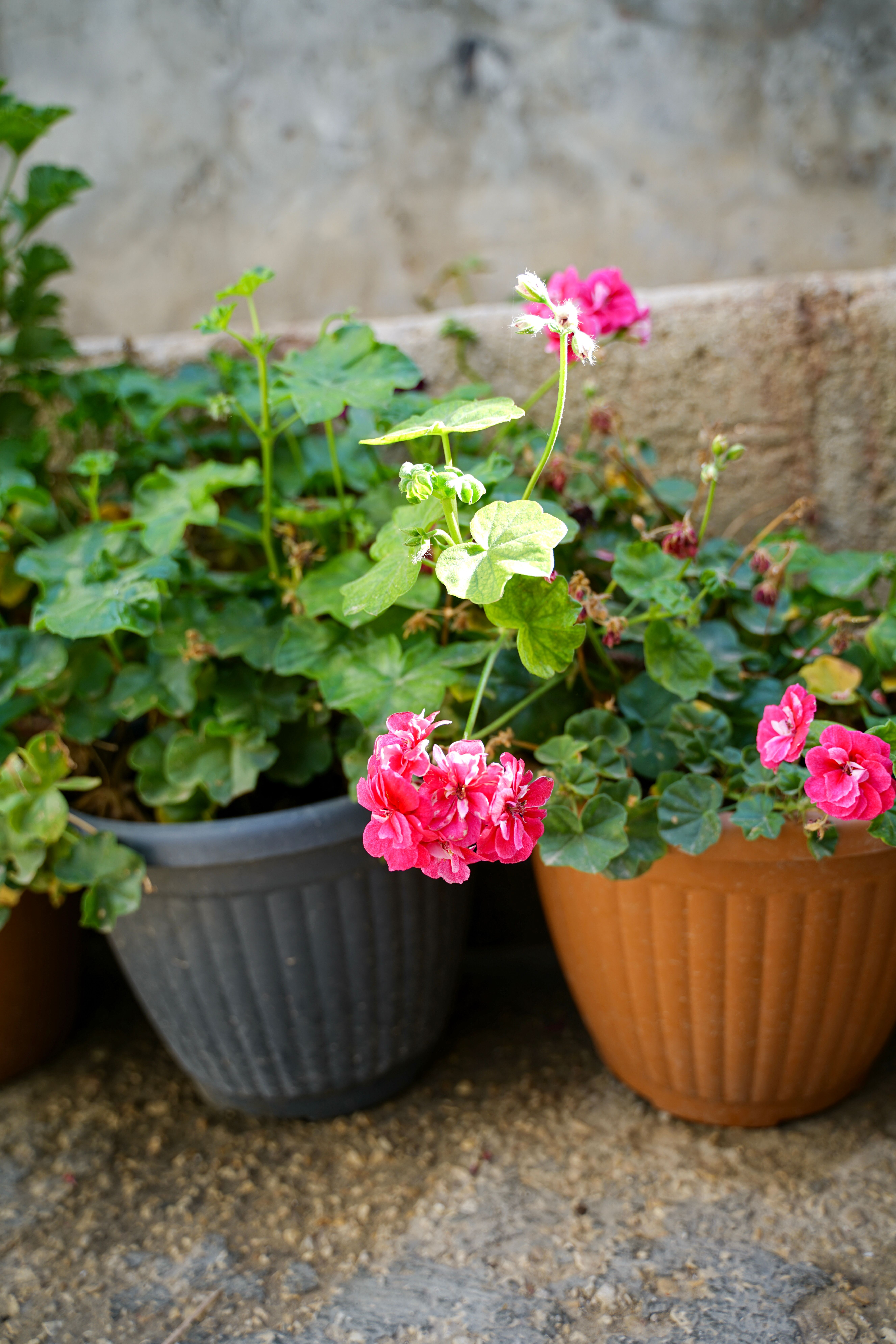 Gratis Gerani rosa fioriscono in vasi rustici su uno sfondo di pietra, in un giardino all'aperto. Foto a disposizione