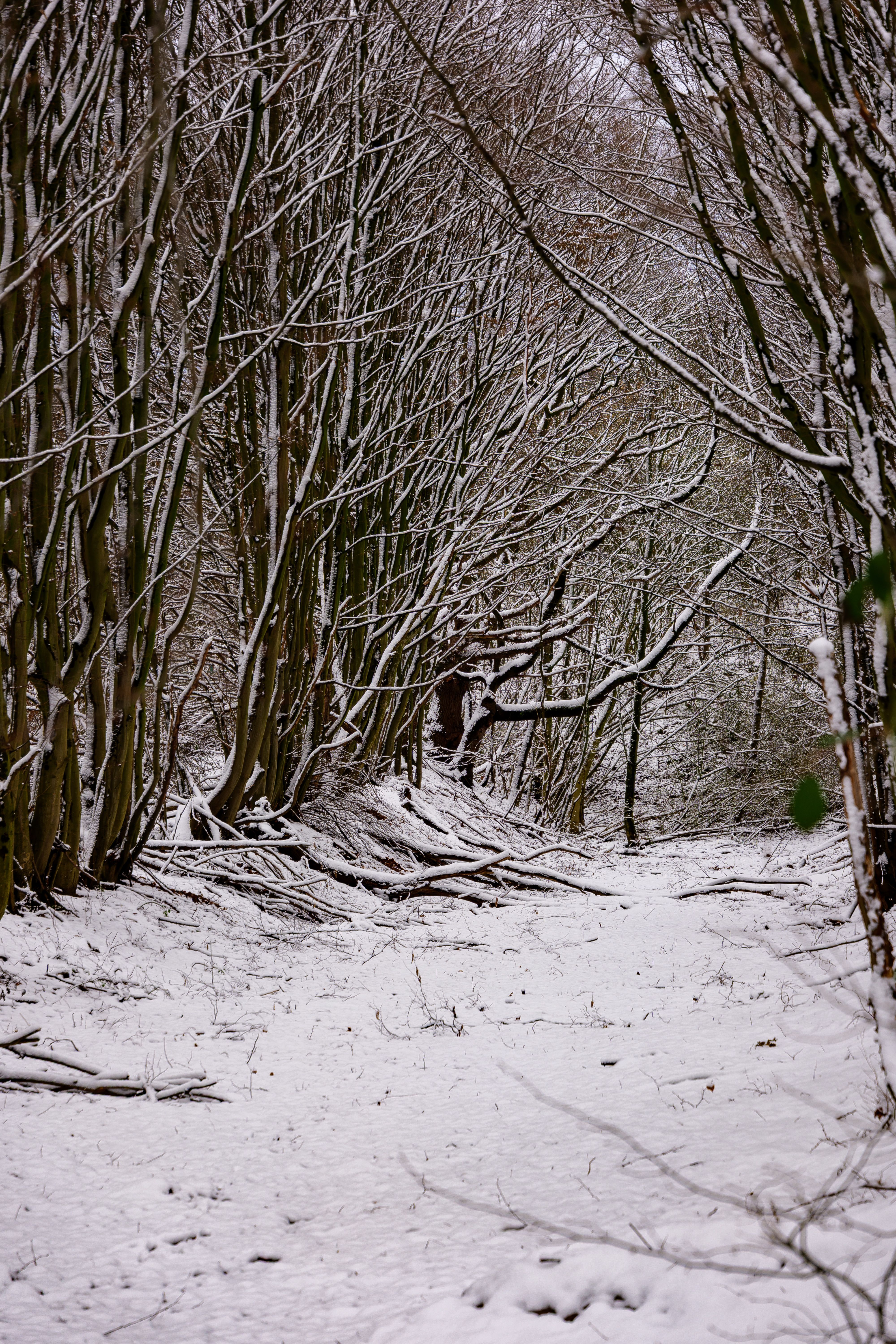 Serene Snow-Covered Forest Pathway in Winter · Free Stock Photo