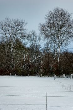 Serene winter landscape featuring snow-covered field and bare trees.