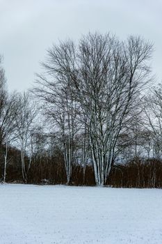 A peaceful snowy winter scene featuring bare trees in a tranquil landscape.