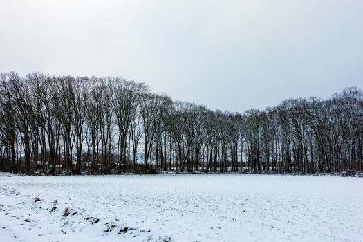 A serene winter forest landscape with bare trees and snow-covered ground under a grey sky.
