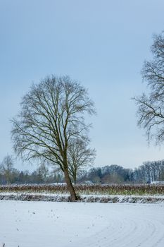 Idyllic winter scene featuring bare trees in a snow-covered field under a calm, blue sky.
