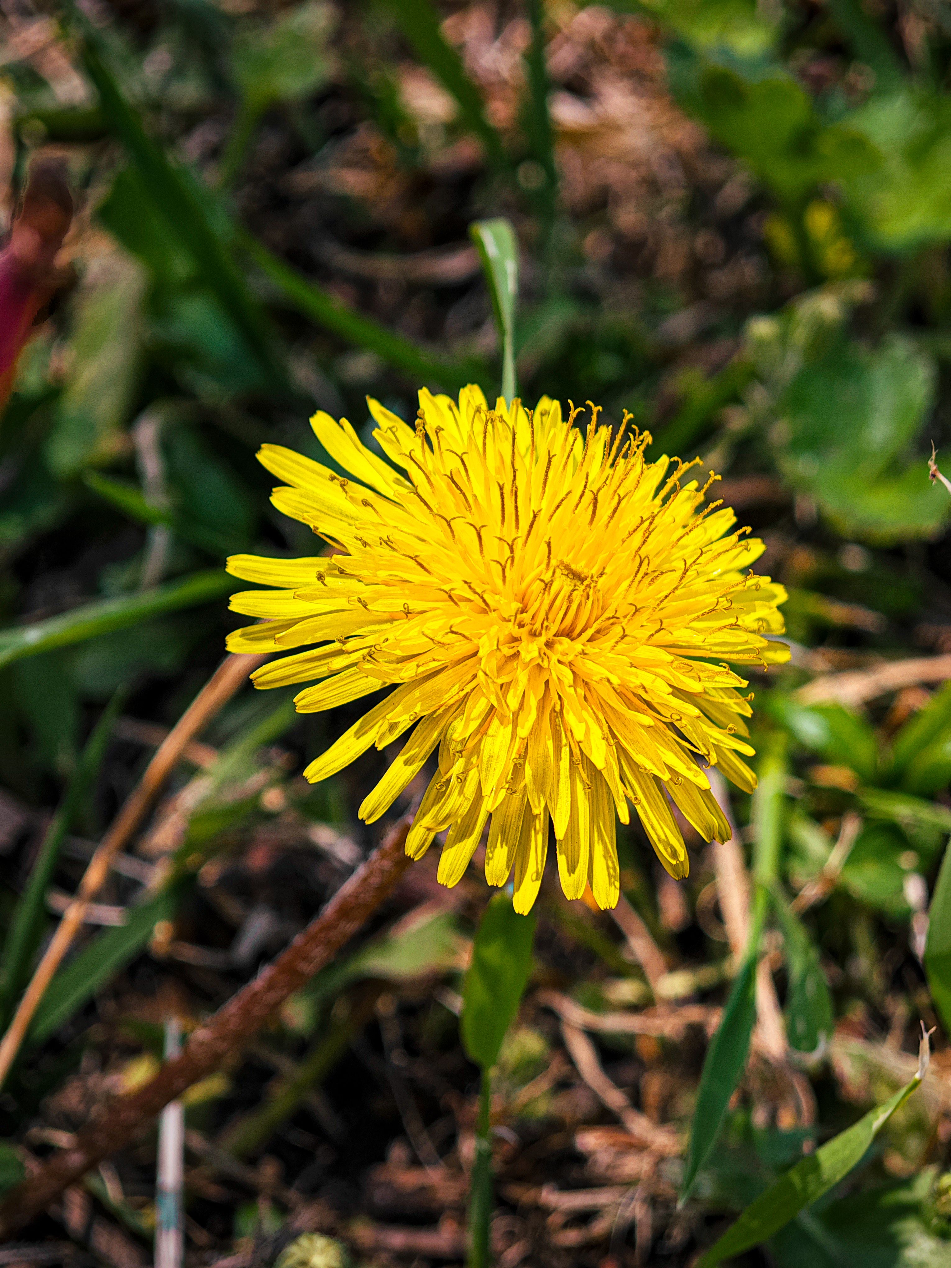 Vibrant Dandelion in Natural Habitat · Free Stock Photo