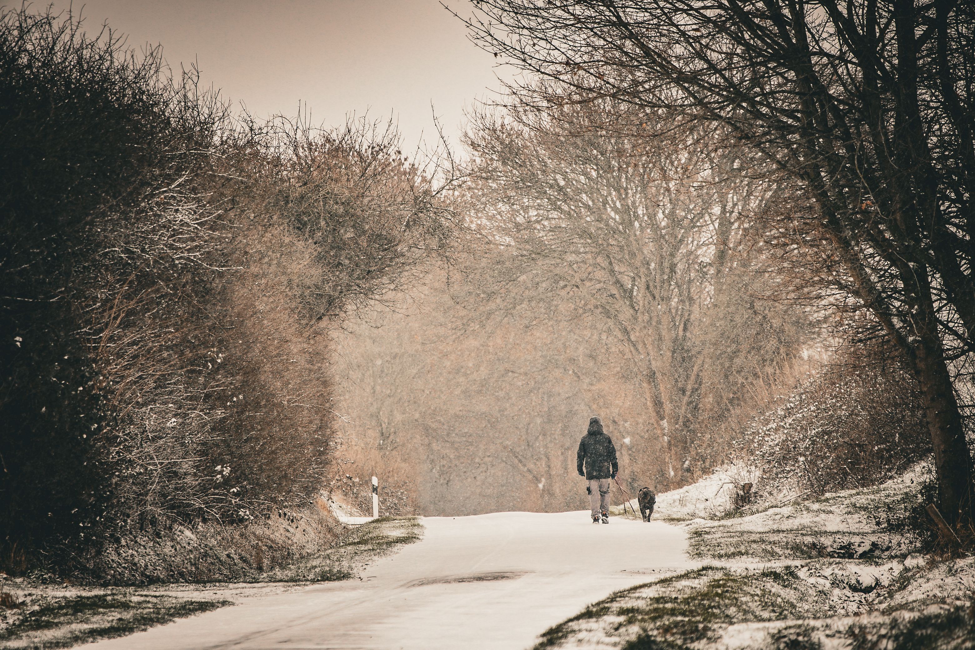 gratis Een man loopt met zijn hond over een besneeuwd pad, omringd door winterse bomen. Stockfoto