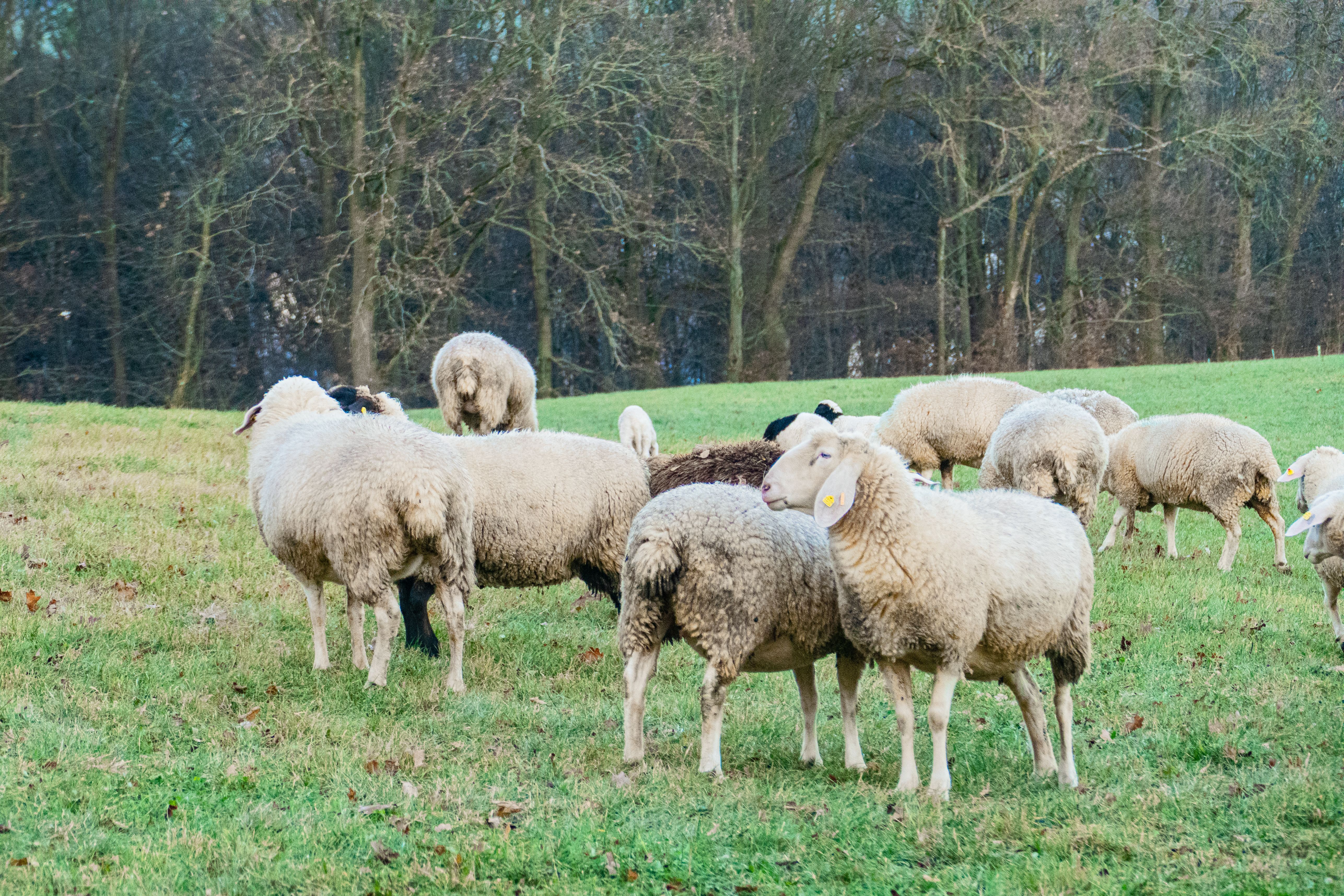 Group of Sheep Grazing in a Green Pasture · Free Stock Photo