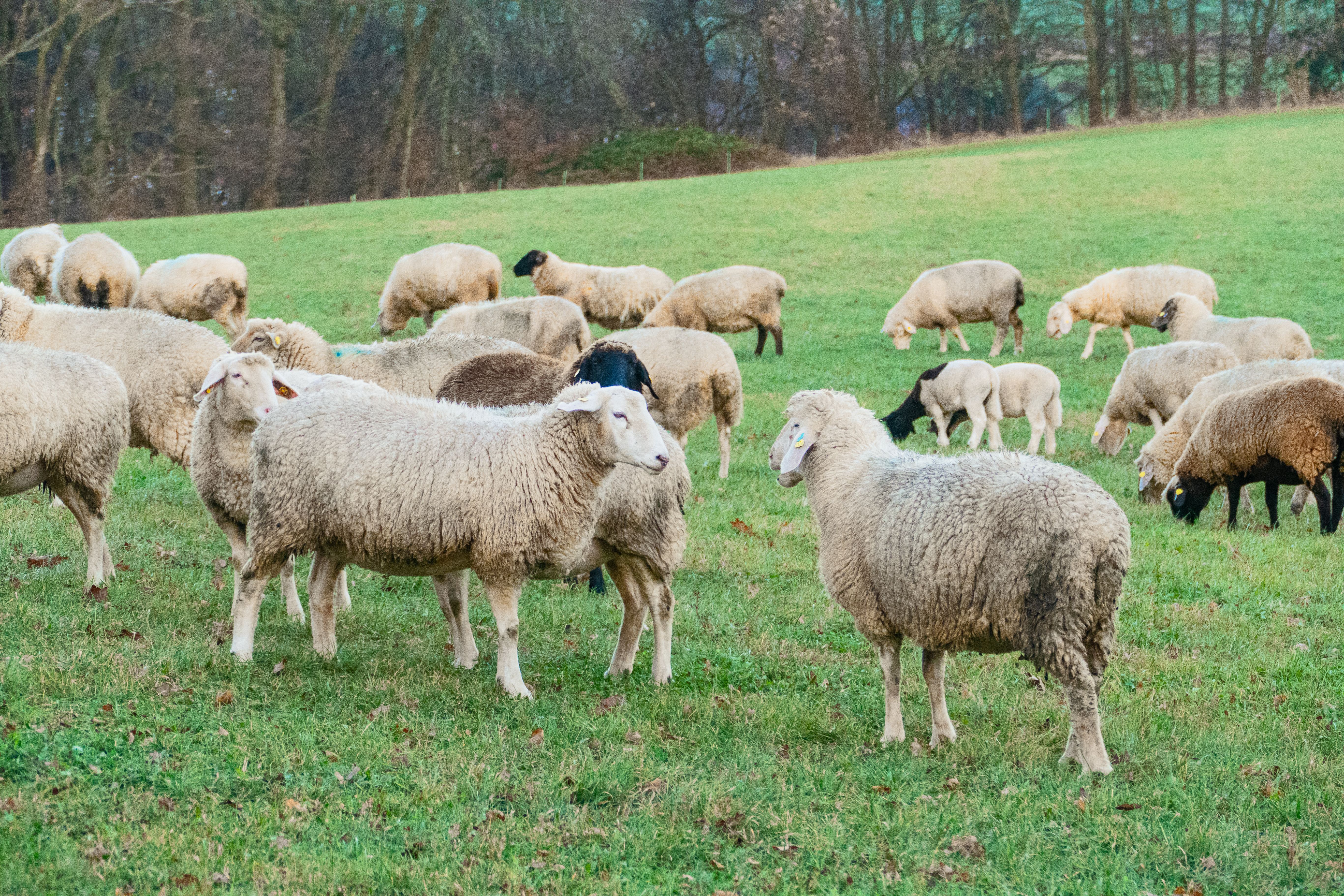 A flock of sheep graze peacefully in a lush green meadow surrounded by trees.