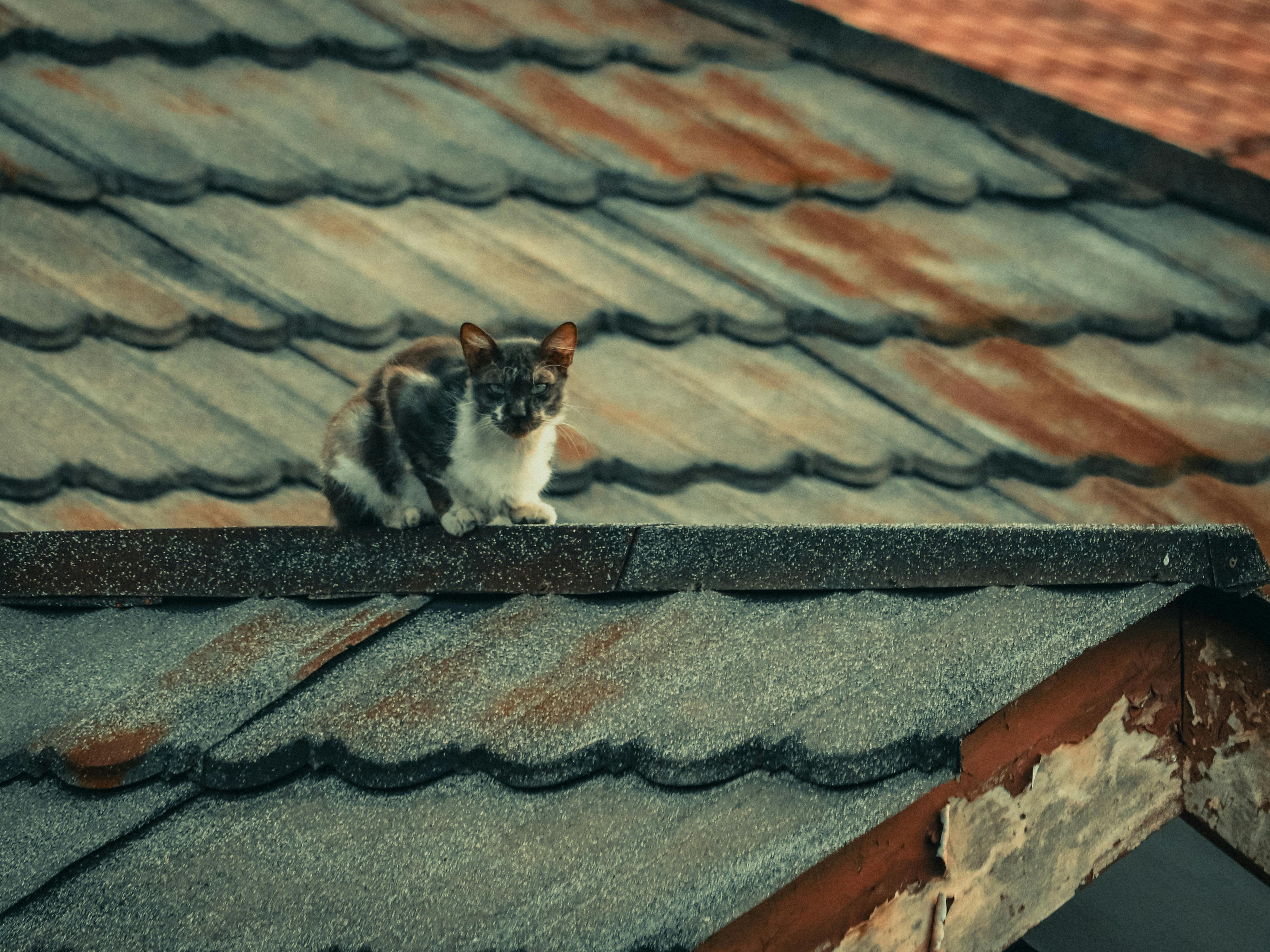 A small calico cat sits confidently on an aged tiled roof with rusty accents, casting a shadow.
