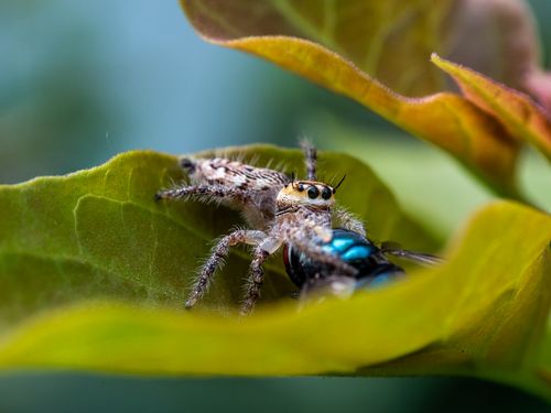 Free A stunning macro photo of a jumping spider perched on a green leaf, exhibiting vibrant colors. Stock Photo