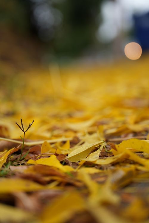 Free Detailed view of yellow autumn leaves scattered on the ground, creating a warm, seasonal atmosphere. Stock Photo